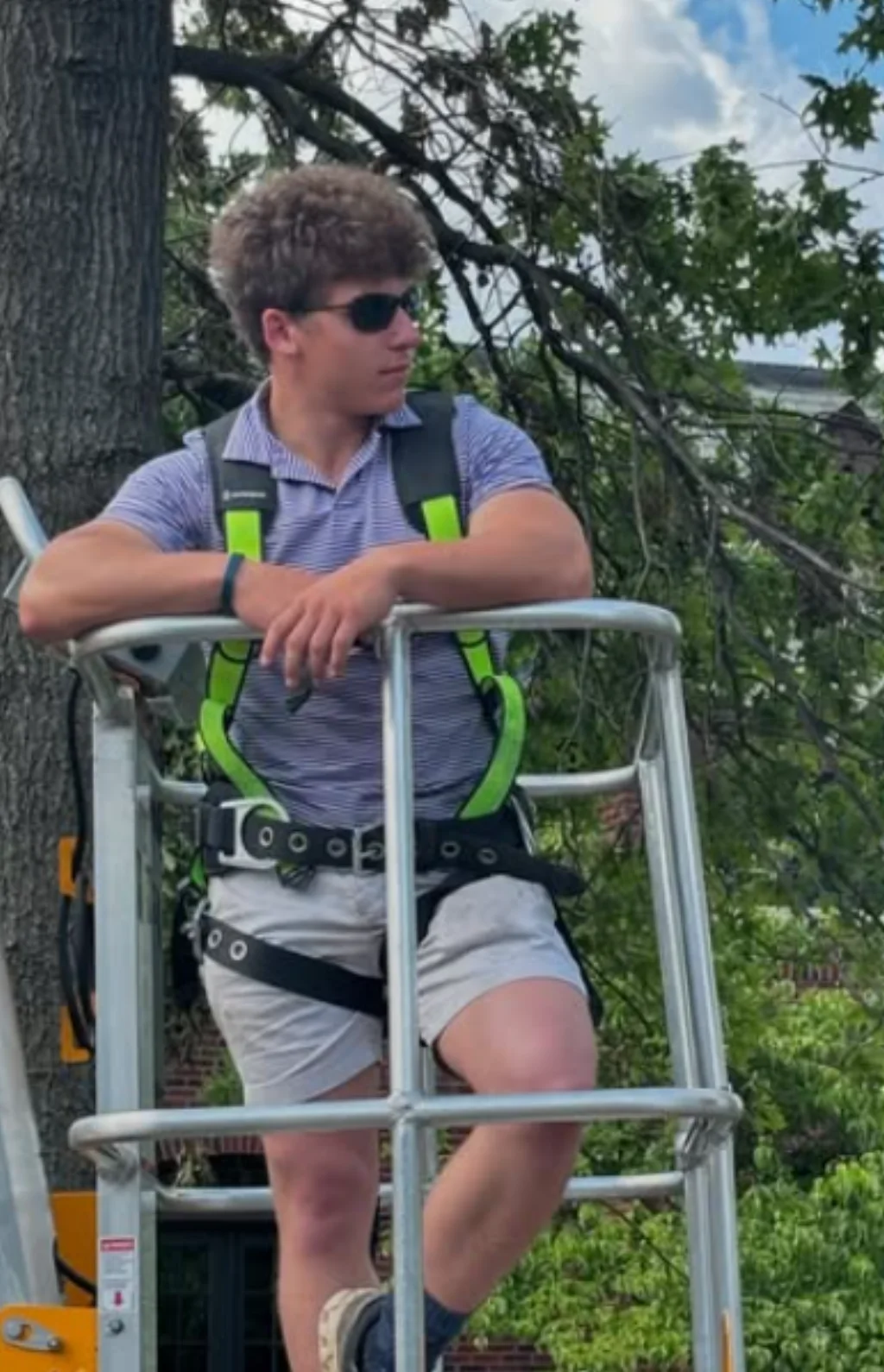 Certified arborist climbing and trimming a large oak tree in St. Louis