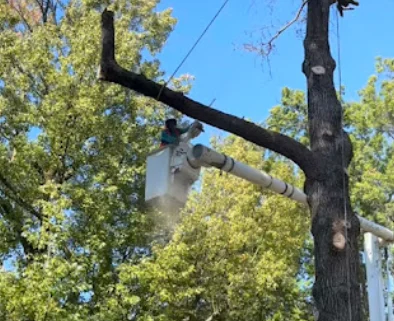 Tree removal service with arborist and bucket truck in St. Louis